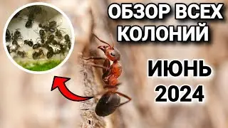 ОБЗОР ВСЕХ КОЛОНИЙ (июнь 2024)