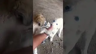 рекс и снежанна играют со мной а точнее с рукой 😅