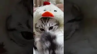 КОМАРУ поет 