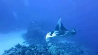 Graceful Manta