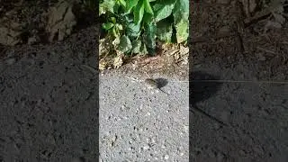 мыш-малыш