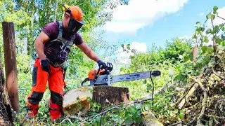 ✅Практически целиком спилили три дерева возле дома и ЛЭП✅ #logger #lumberjacks #arborist #альпинизм