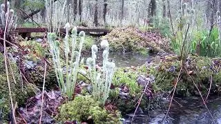 TrailCam TimeLapse