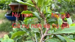 Chia sẻ bón phân cho cây mai chơi tết-Nhiều trường hợp khác nhau