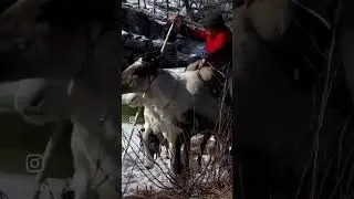 Оленеводы Себяна.
