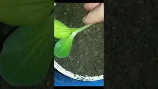 Сильно вытянулась рассада кабачки не нужно выбрасывать