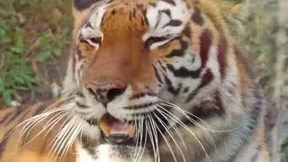 Top 5 Biggest Animals| Whale Poop in Cologne and Perfume