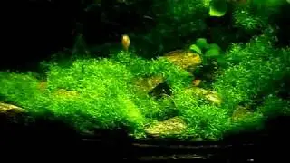 #Aquarium