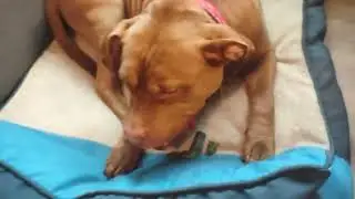 Titan for adoption