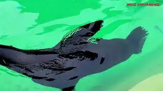 ZOO VRT BEOGRAD - Lagana setnja (27.11.2024)