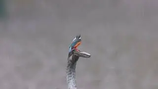 Common Kingfisher in a Rainy Day