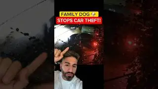 Doggos come to the rescue and stop this car theft attempt! 