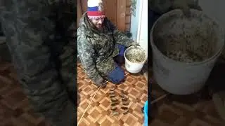 Урожай мышей или как надо откармливать домашних питомцев!