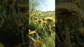 одуванчики☀️
