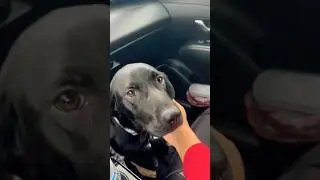sitting my friends Lab Hound