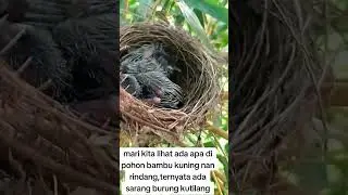 Burung kutilang baru tumbuh bulu