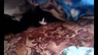 кота завалили.mp4