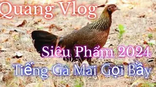 Tiếng Gà Mái Gọi Bầy | Dùng Loa Chuẩn