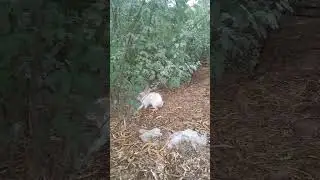 Rabbit Farm, Mini Jungle, and Tree Plantation at home