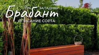 Thuja occidentalis Brabant: description of the most popular variety