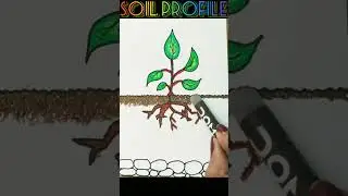 Soilprofile diagram, environment diagram
