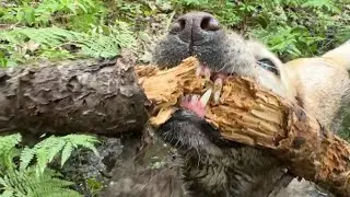 Stella Rebuilds the Forest