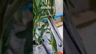 Видалення листя на томатах, коли і як це робити #томати #помідори #листя #видалення