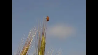 Севастополь. Крым. Слайдшоу.