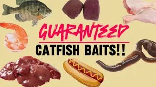 Top 7 BEST Catfish Baits GUARANTEED To Catch MORE And BIGGER Catfish