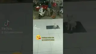 Preman Indomar.