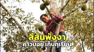 สีสันพังงา “สวมชุดคาวบอย” เก็บทุเรียน