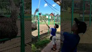 кормили страусов? 