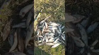 Рыбалка на Ельца в Осинском районе на речке Осинка, близ села  Ирхидей