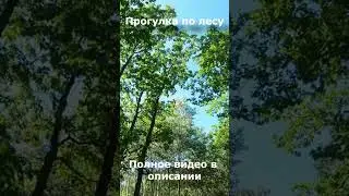 Прогулка по лесу