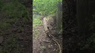 Releasing a trapped SKUNK goes a little wrong! 