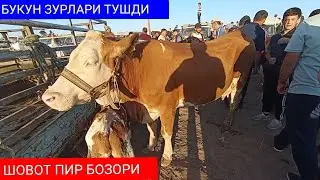 Шовот пир мол бозори Она бола сигирлар нархи 31 Май 2023