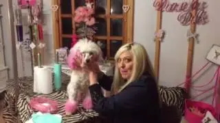 How To Clean A Dogs Eyes