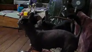 Фантомас и К