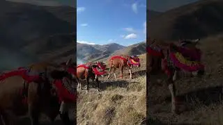 Süslü Kızlar💜