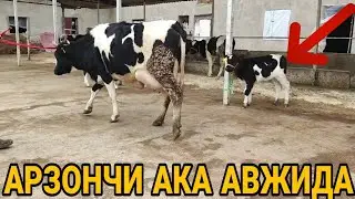 ARZONCHI AKADAN sigirlar yangi narxlarda 📲974120909...991054707
