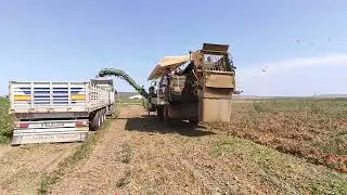 Salçalık Domates Hasat 🍅