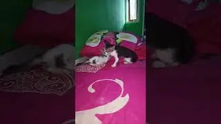zoey vs Jenggo in one match #kitten #kittens #viral #fyp #video #short #viralvideo #tranding #fun