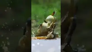 Pelea Intensa de Ranas Toro 😨