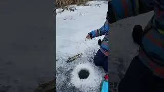 щука напала на ребёнка! #shorts