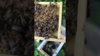 Неплодная матка заходит не в свой нуклеус к плодной