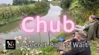 Secret Bait for Chub