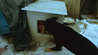 Ягдтерьер - 