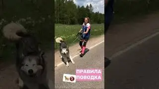 Натянутый поводок 🚷 #собака #дрессировка #собаки #кинолог #поводок #танец #животные #любовь