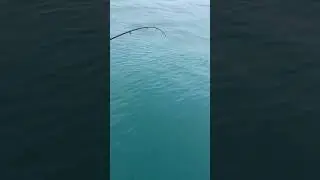 Ставрида и морской дракон. Рыбалка в Сочи. #fishing #fish #рыба #fishingvideo #рыбалка #nature