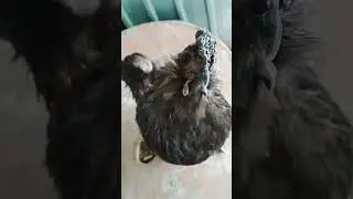 Goofy rooster #shorts #rooster #goofy #lol #funny #funnyanimals #sub #cool #bruh #aus #viral